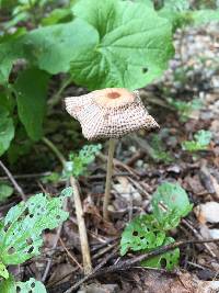 Parasola plicatilis image