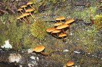 Galerina patagonica image