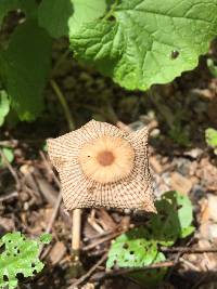 Parasola plicatilis image