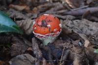 Amanita muscaria image