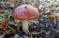 Amanita muscaria image