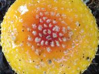 Amanita muscaria image