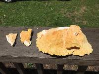 Laetiporus sulphureus image