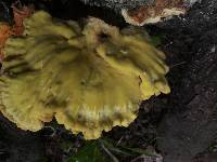 Laetiporus sulphureus image