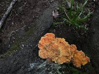 Laetiporus sulphureus image