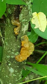 Tremella mesenterica image