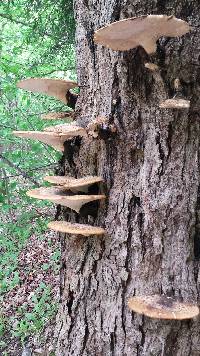 Polyporus squamosus image