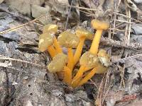 Leotia lubrica image