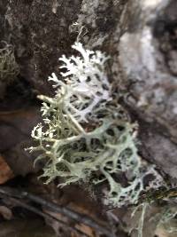 Evernia prunastri image