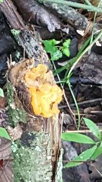 Tremella mesenterica image