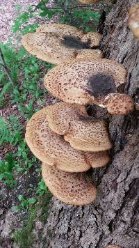 Polyporus squamosus image