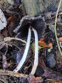 Coprinopsis atramentaria image