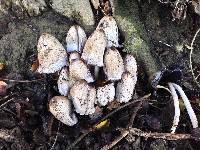 Coprinopsis atramentaria image