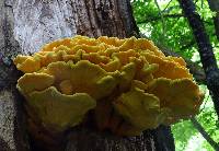 Laetiporus gilbertsonii image