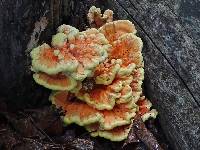 Laetiporus gilbertsonii image