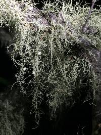 Usnea intermedia image