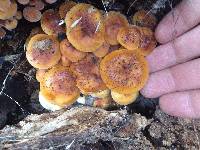 Flammulina velutipes image