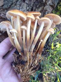 Flammulina velutipes image