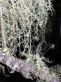 Usnea intermedia image