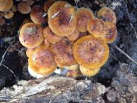 Flammulina velutipes image