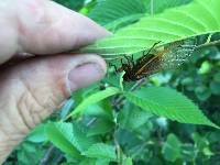 Massospora cicadina image