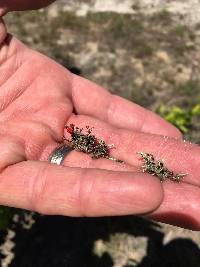 Cladonia cristatella image