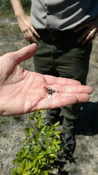 Cladonia cristatella image