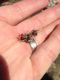 Cladonia cristatella image