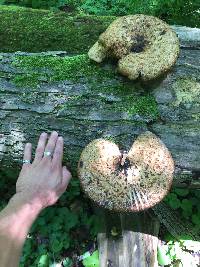 Polyporus squamosus image