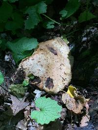 Polyporus squamosus image