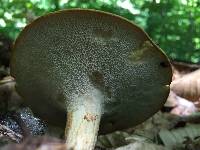 Polyporus arcularius image