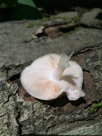 Pluteus cervinus image