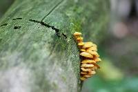 Mycena leaiana image