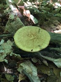 Polyporus arcularius image