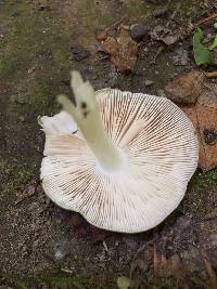 Pluteus cervinus image