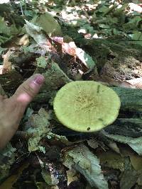 Polyporus arcularius image