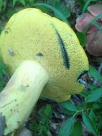 Boletus sensibilis image