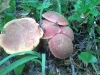 Boletus sensibilis image