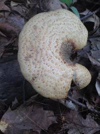 Polyporus squamosus image