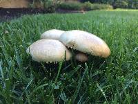 Agaricus xanthodermus image