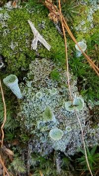 Cladonia fimbriata image