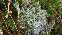 Cladonia fimbriata image