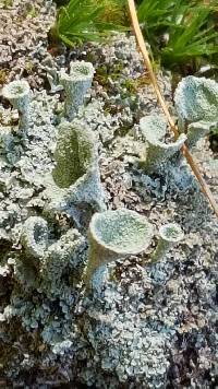 Cladonia fimbriata image