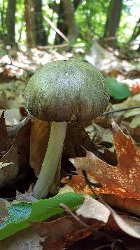 Megacollybia rodmanii image