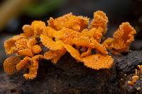 Favolaschia calocera image