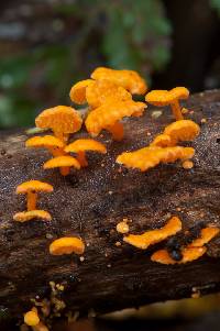 Favolaschia calocera image