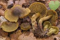 Image of Cortinarius olivaceofuscus