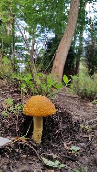 Amanita muscaria image