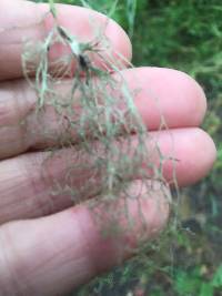 Ramalina menziesii image