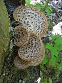 Polyporus squamosus image